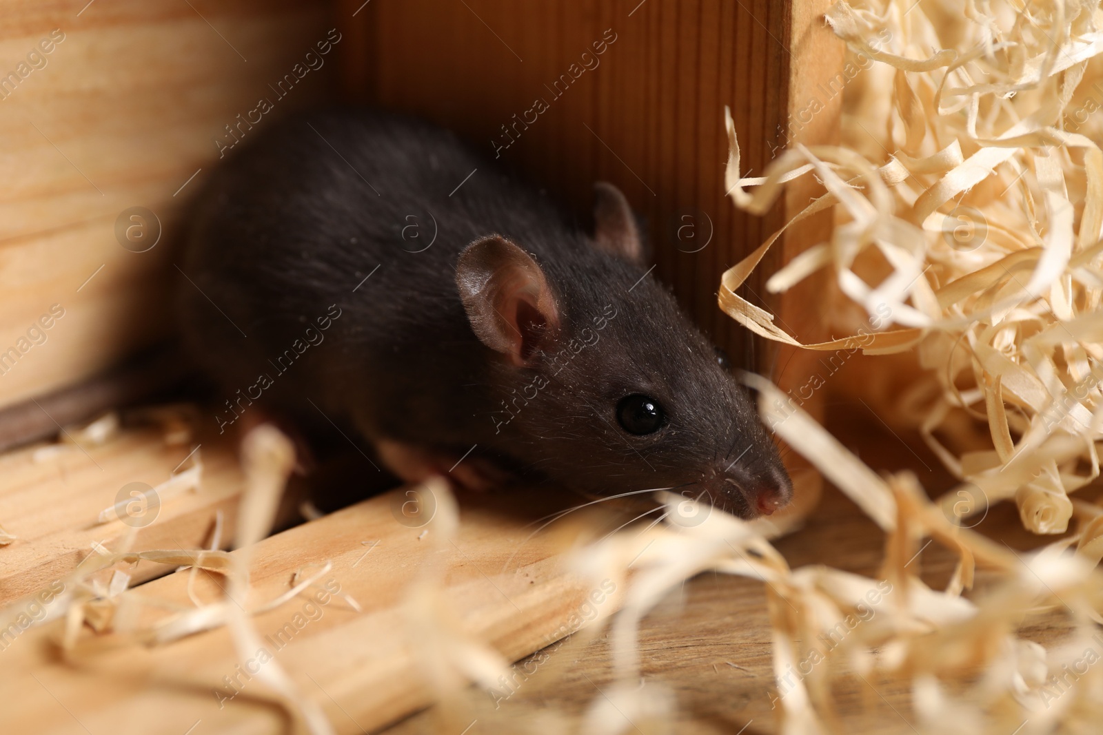 Photo of Grey rat in wooden crate and sawdust on table, closeup. Pest control