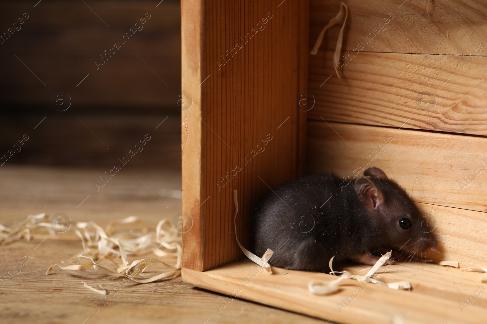 Photo of Grey rat in wooden crate on table, space for text. Pest control