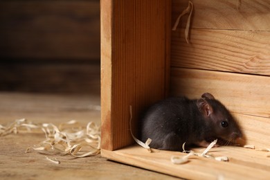 Photo of Grey rat in wooden crate on table, space for text. Pest control