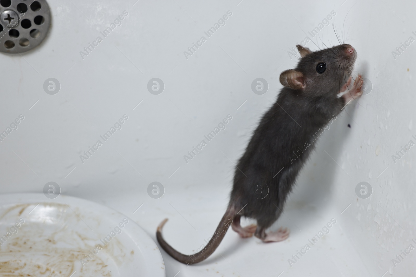 Photo of Grey rat and dirty plate in sink, space for text. Pest control