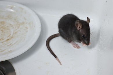 Photo of Grey rat and dirty plate in sink. Pest control