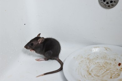 Grey rat and dirty plate in sink. Pest control