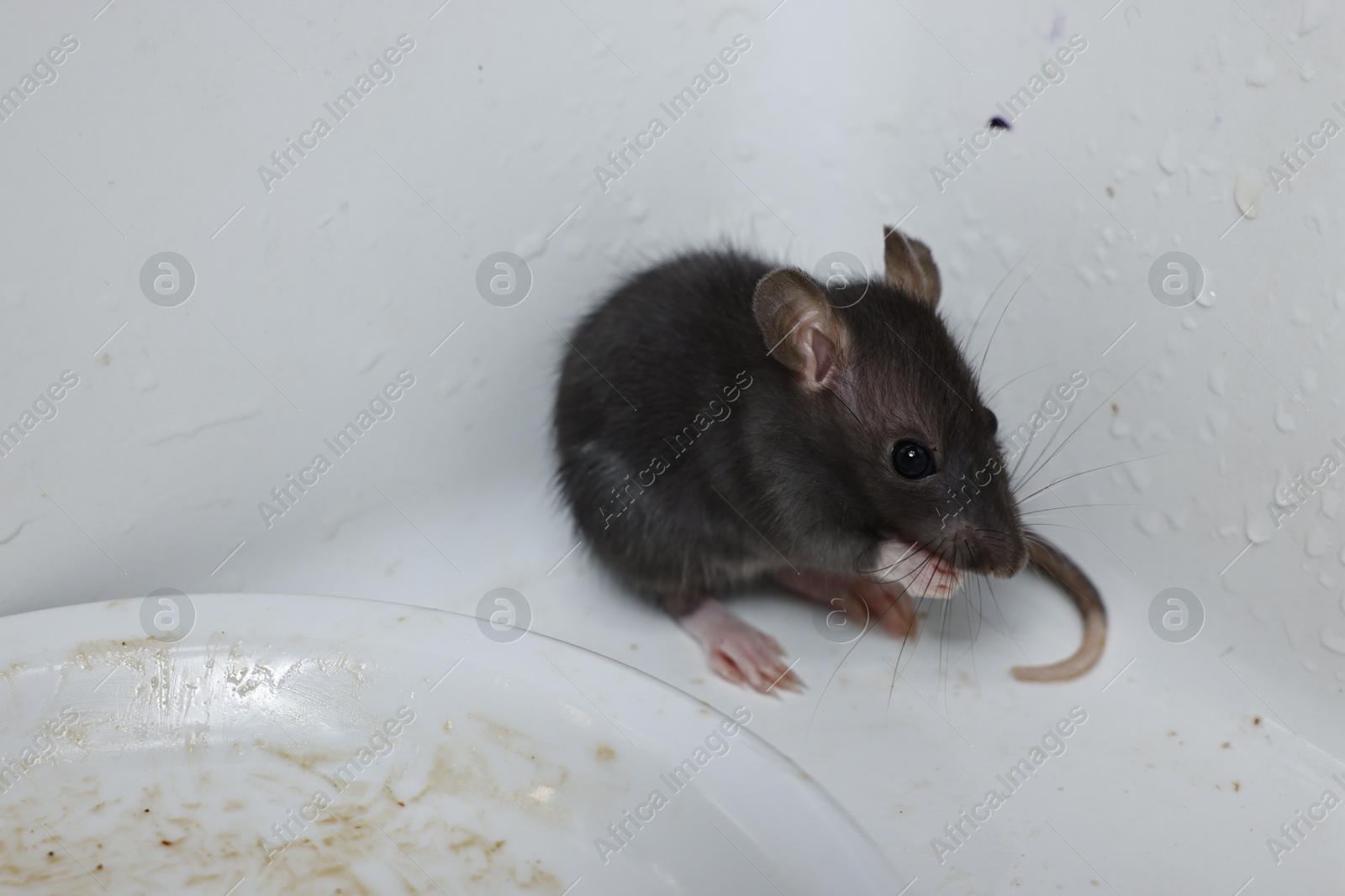 Photo of Grey rat and dirty plate in sink. Pest control