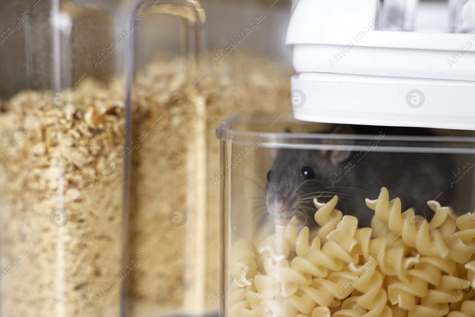 Photo of Grey rat in plastic container with raw pasta on table, closeup. Pest control