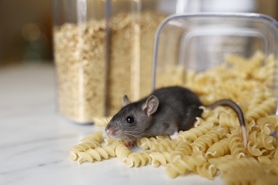 Photo of Grey rat looking for food on white marble table, space for text. Pest control