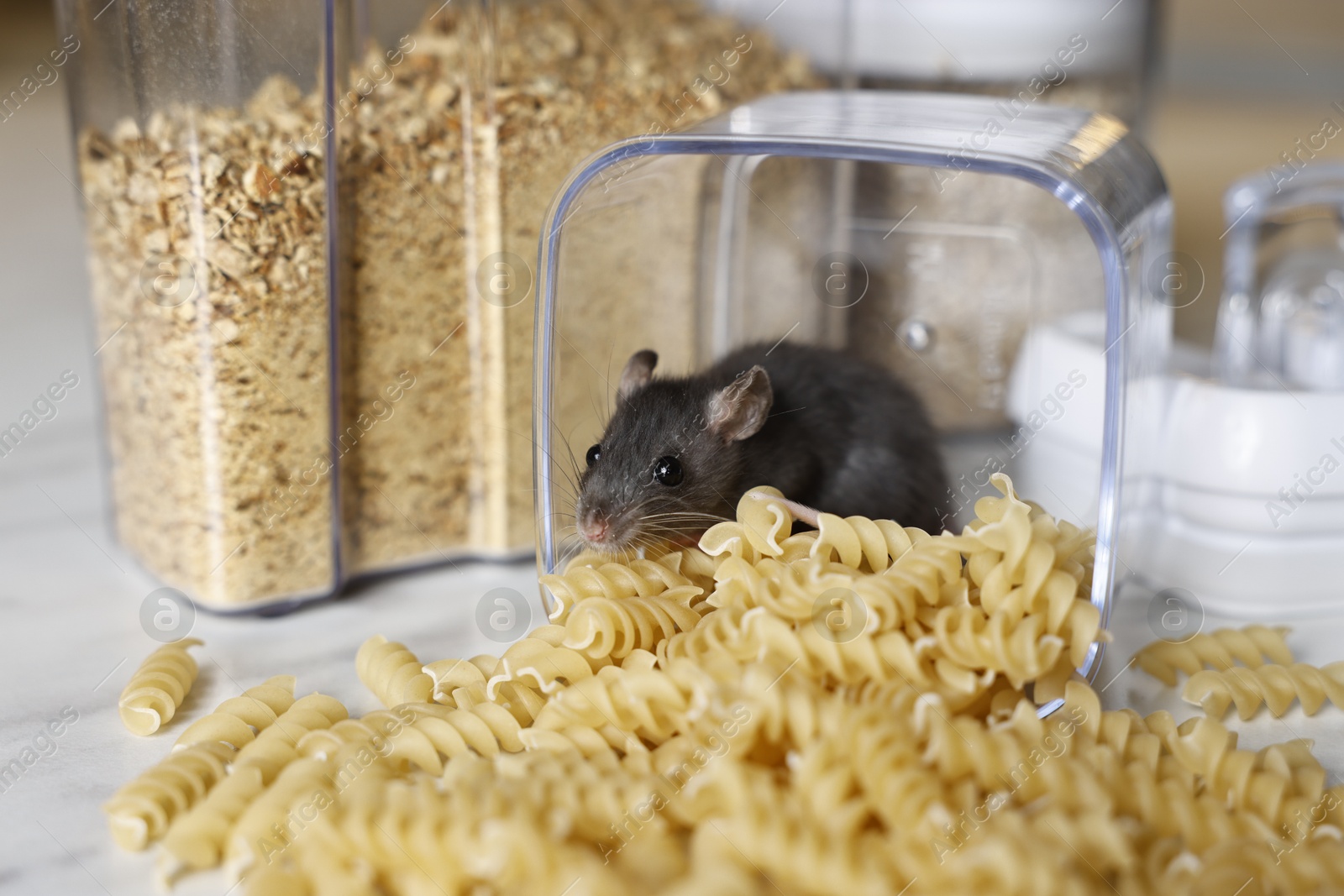 Photo of Grey rat looking for food on white marble table. Pest control