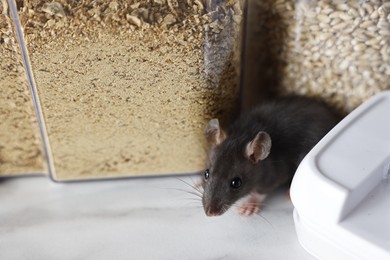 Photo of Grey rat looking for food on white marble table, closeup. Pest control