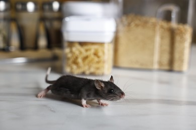 Photo of Grey rat looking for food on white marble table. Pest control