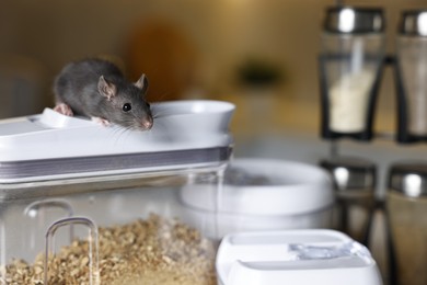 Photo of Grey rat looking for food in kitchen, space for text. Pest control