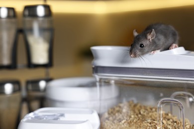 Photo of Grey rat looking for food in kitchen, space for text. Pest control