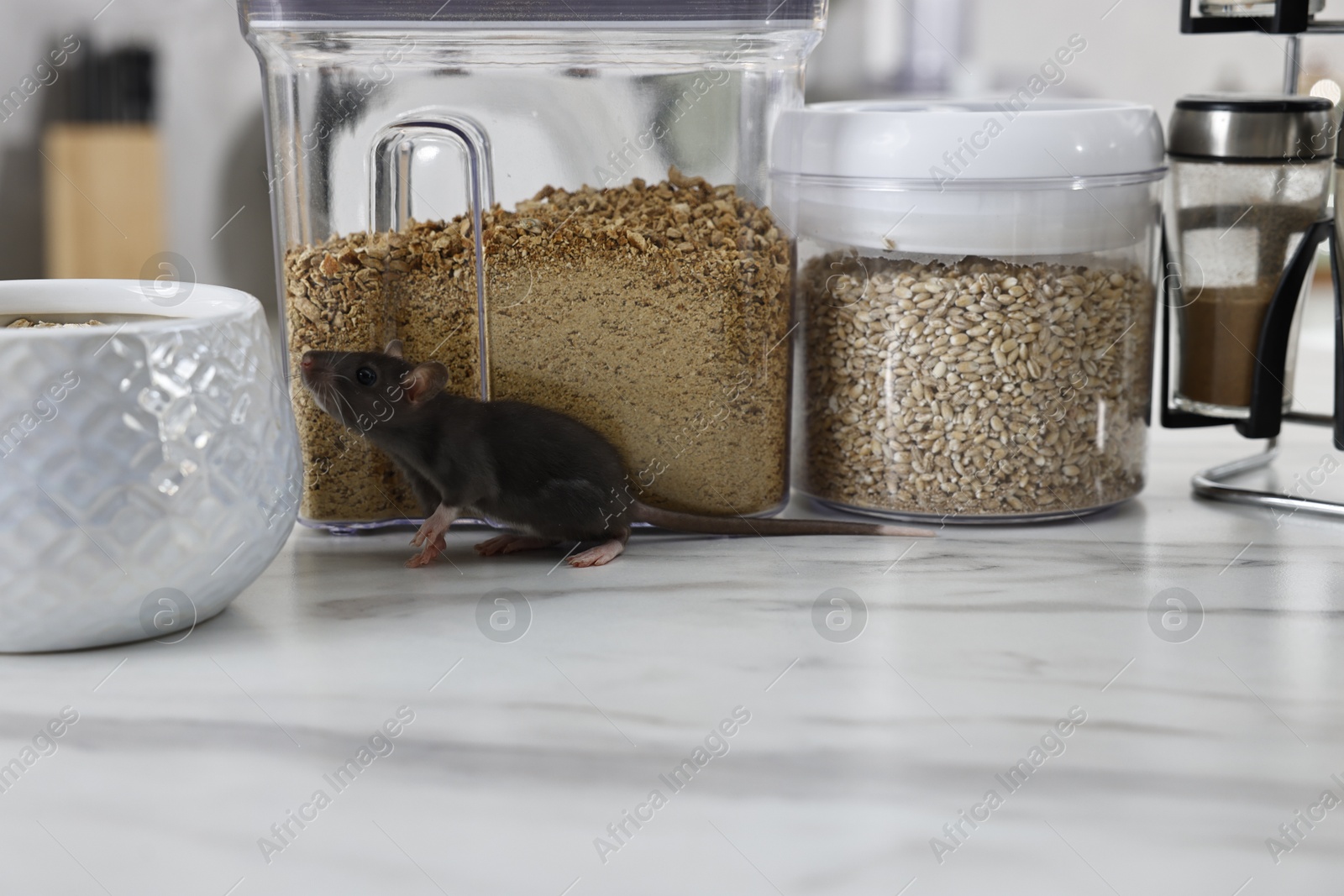 Photo of Grey rat looking for food on white marble table. Pest control