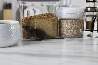 Photo of Grey rat looking for food on white marble table. Pest control