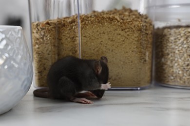 Photo of Grey rat looking for food on white marble table. Pest control