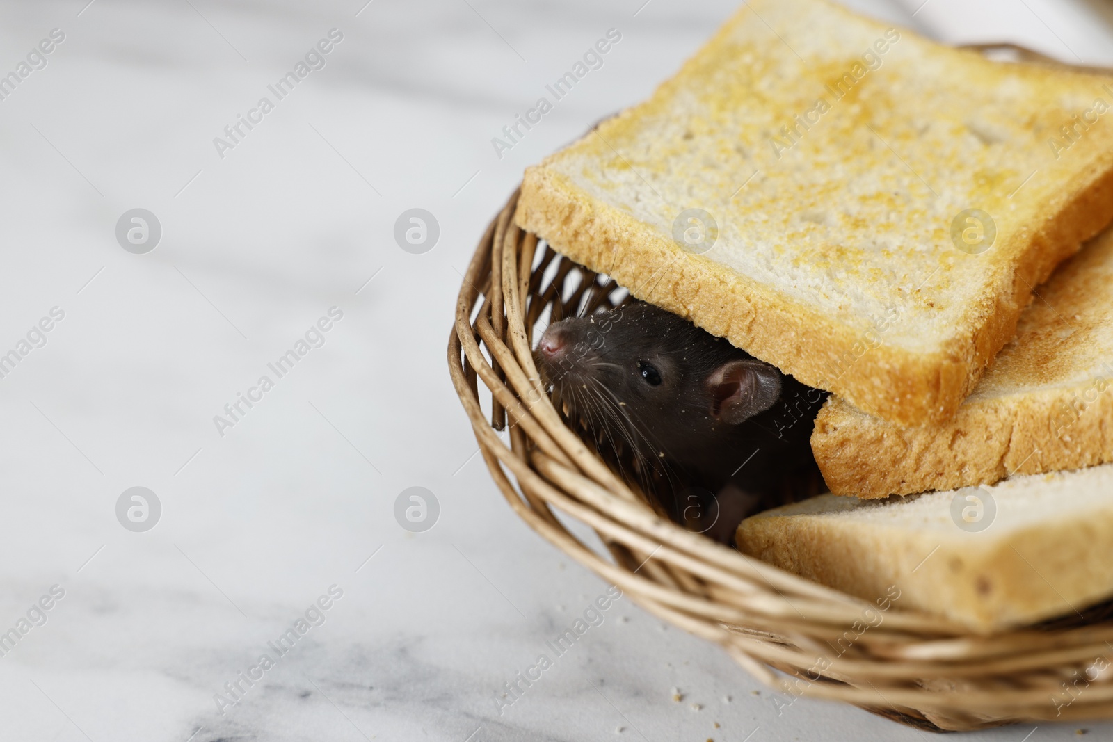 Photo of Pest control. Grey rat and toasts in wicker basket on white marble table, closeup. Space for text