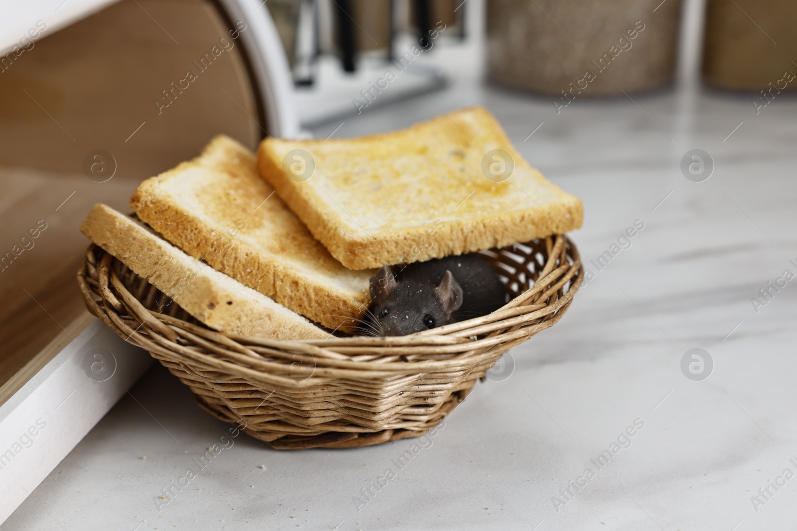 Photo of Grey rat and toasts in wicker basket near bread box on white marble table, space for text. Pest control