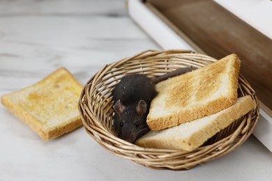 Photo of Grey rat and toasts in wicker basket near bread box on white marble table. Pest control