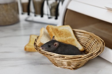 Photo of Grey rat and toasts in basket near bread box on white marble table, space for text. Pest control