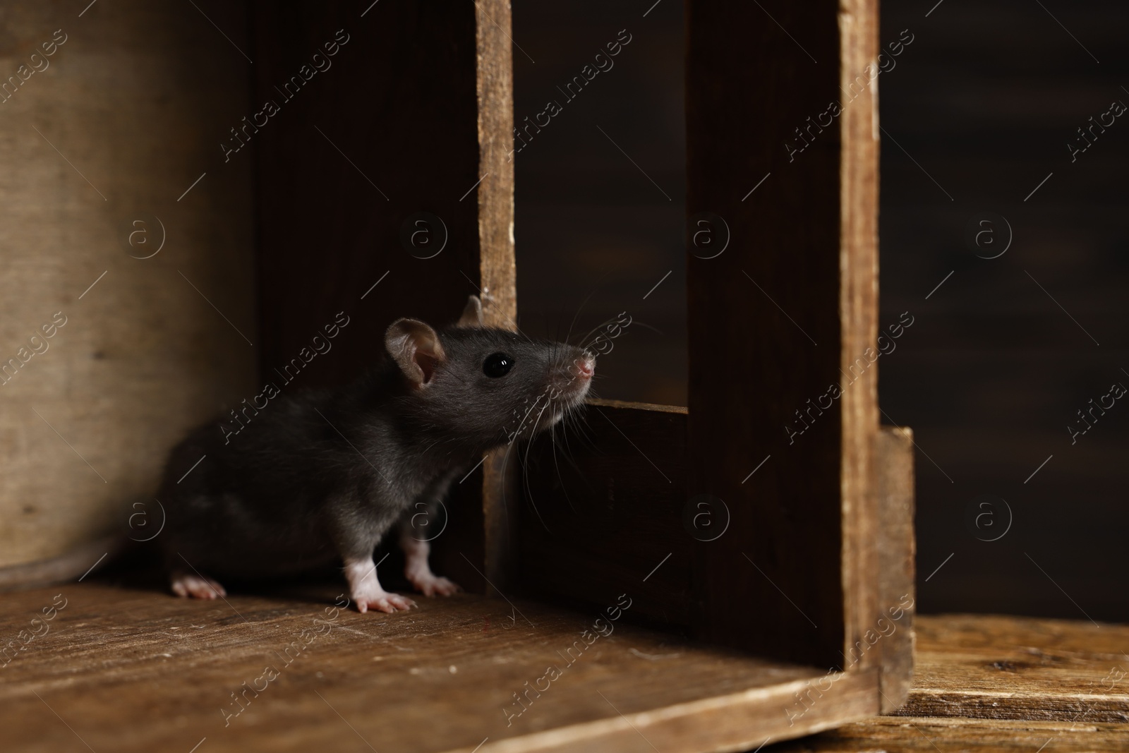 Photo of Grey rat in wooden crate. Pest control