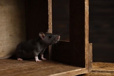 Photo of Grey rat in wooden crate. Pest control