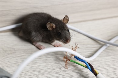 Photo of Rat near chewed electric wire on floor indoors. Pest control