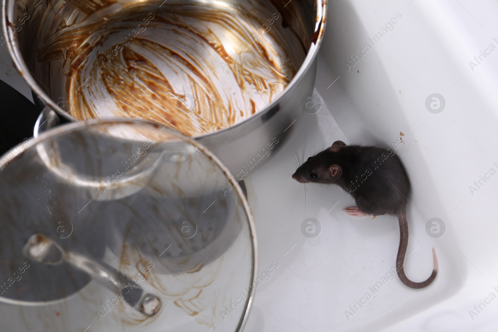 Photo of Grey rat and dirty kitchenware in sink, above view. Pest control