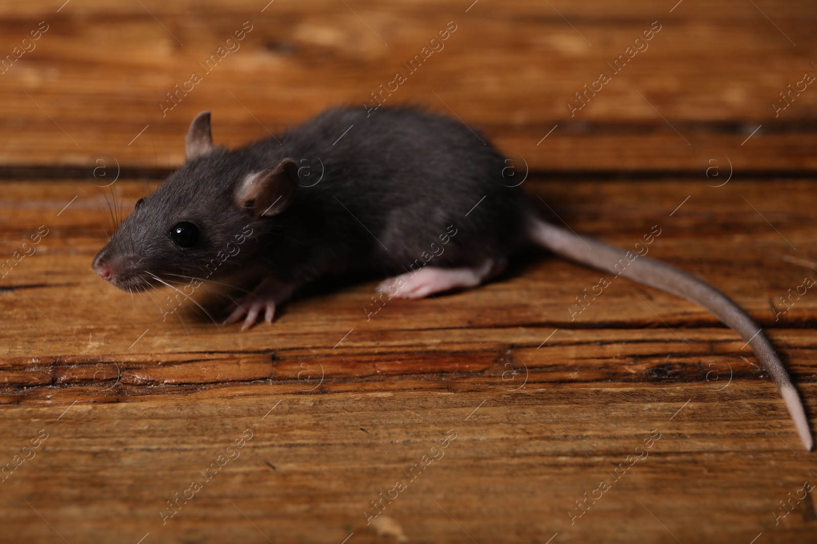 Photo of Grey rat on wooden surface. Pest control