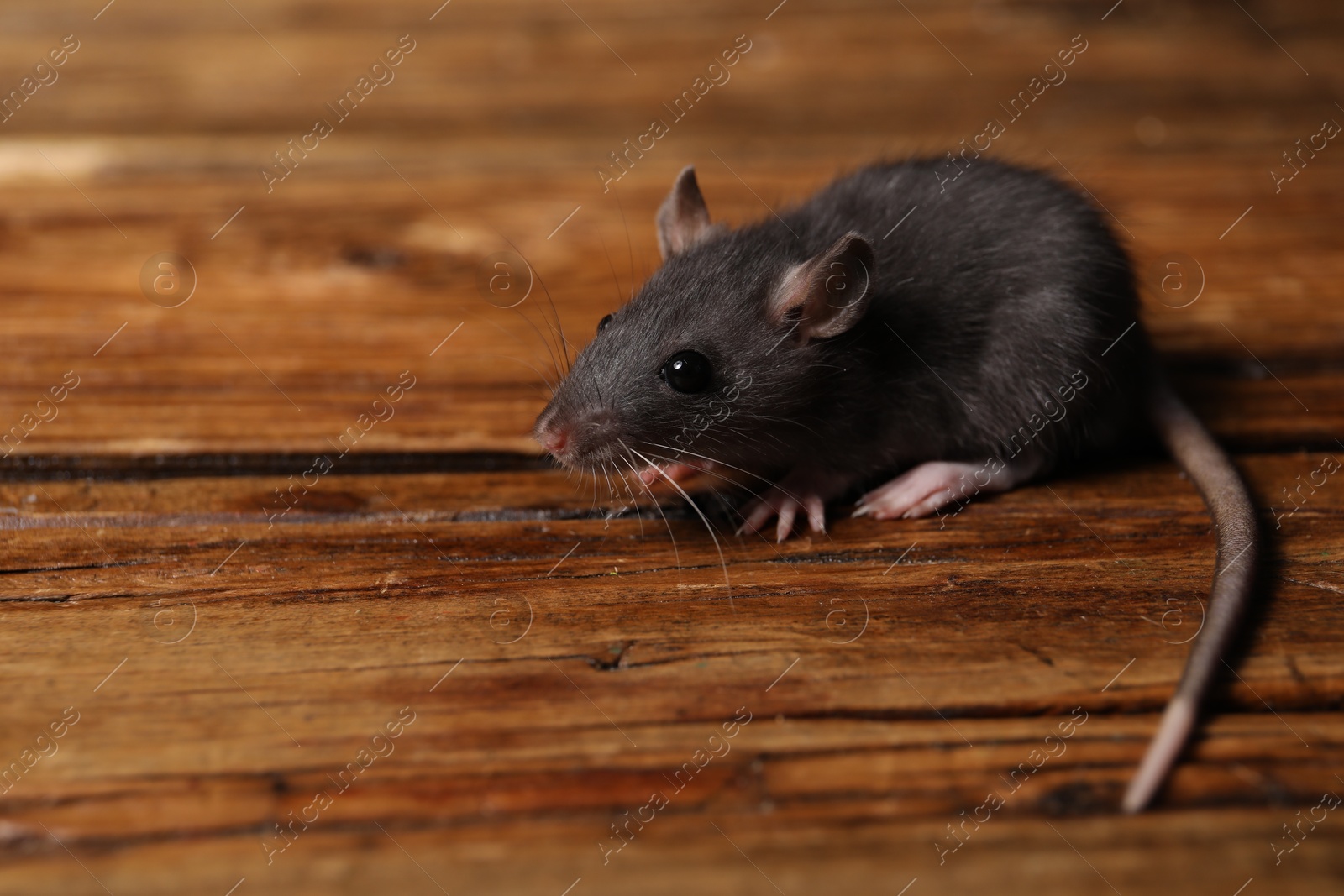 Photo of Grey rat on wooden surface, space for text. Pest control