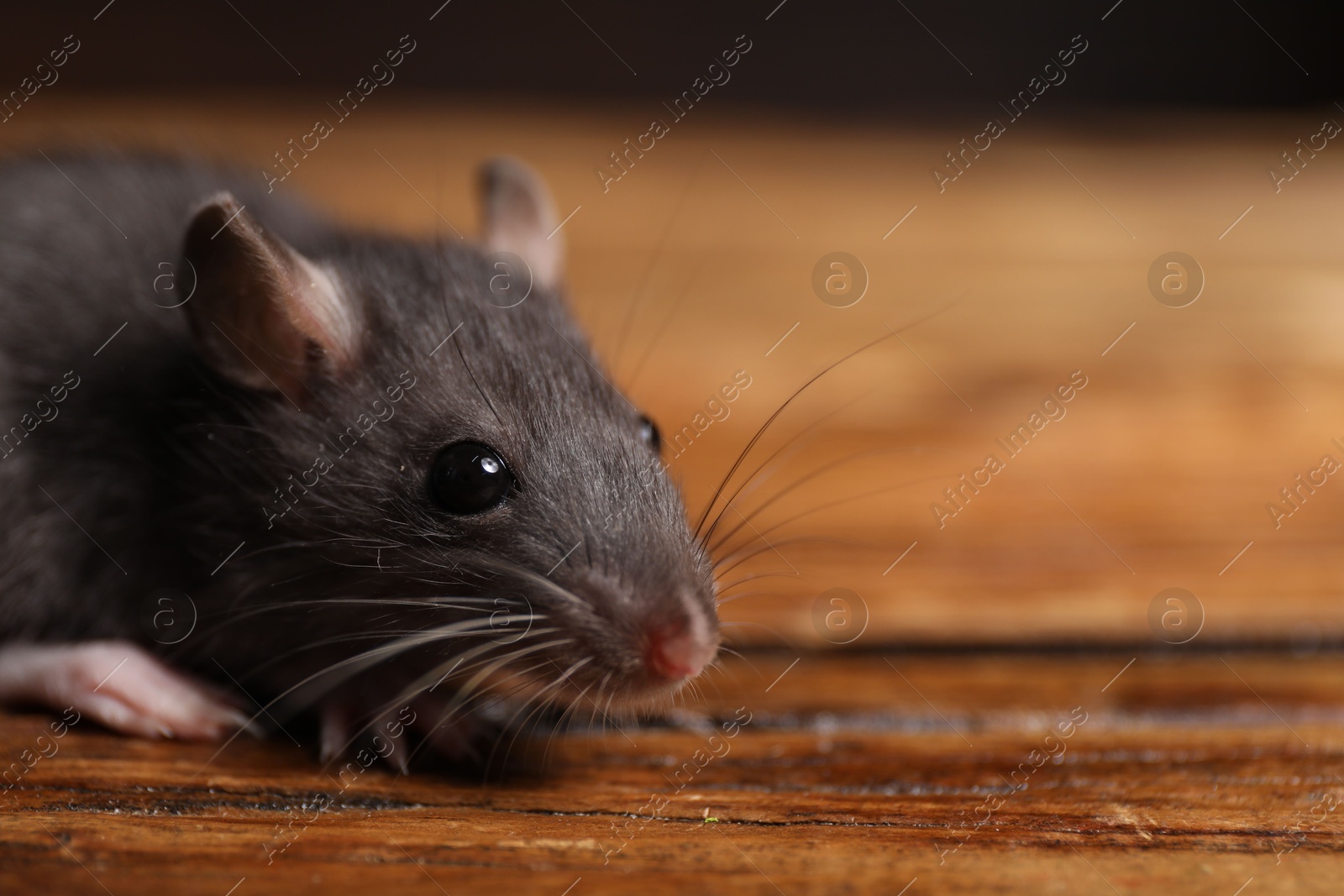 Photo of Pest control. Grey rat on wooden surface, closeup. Space for text