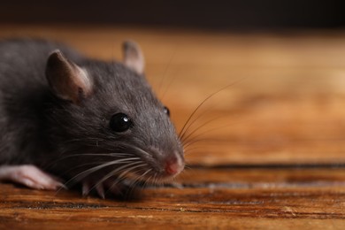 Photo of Pest control. Grey rat on wooden surface, closeup. Space for text