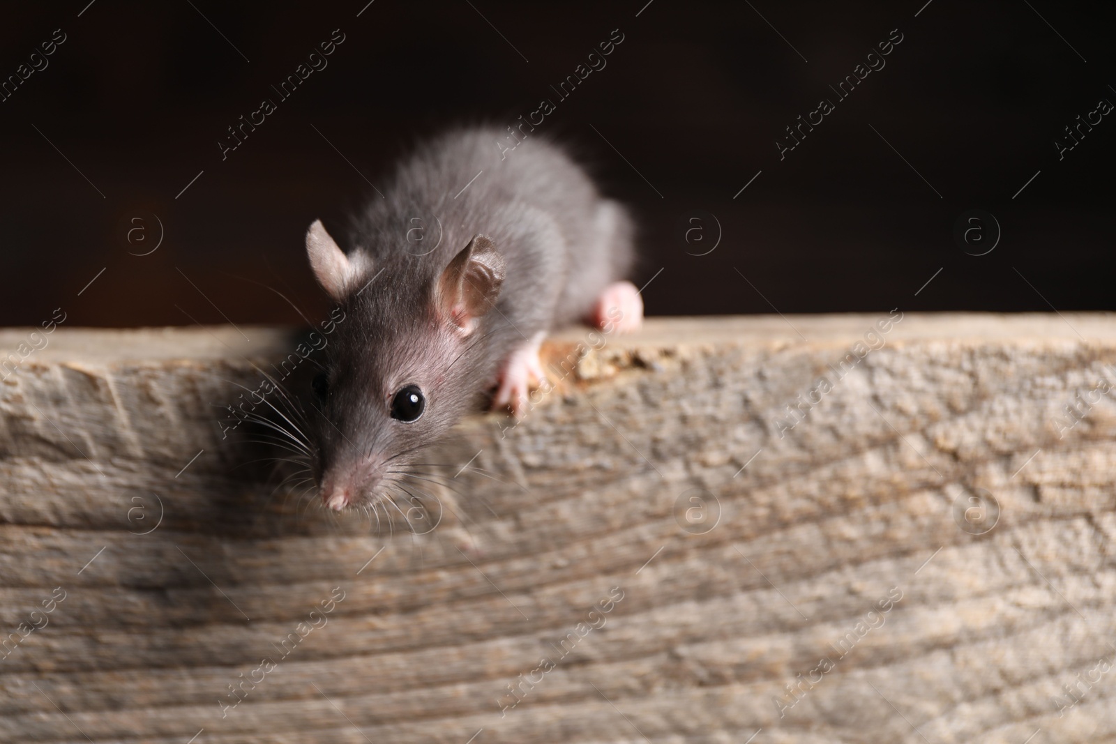 Photo of Grey rat on wooden plank, closeup. Pest control