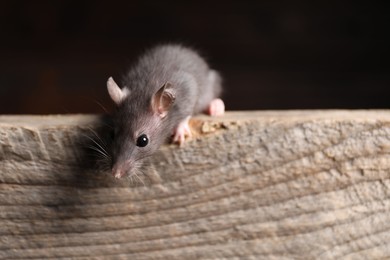 Photo of Grey rat on wooden plank, closeup. Pest control