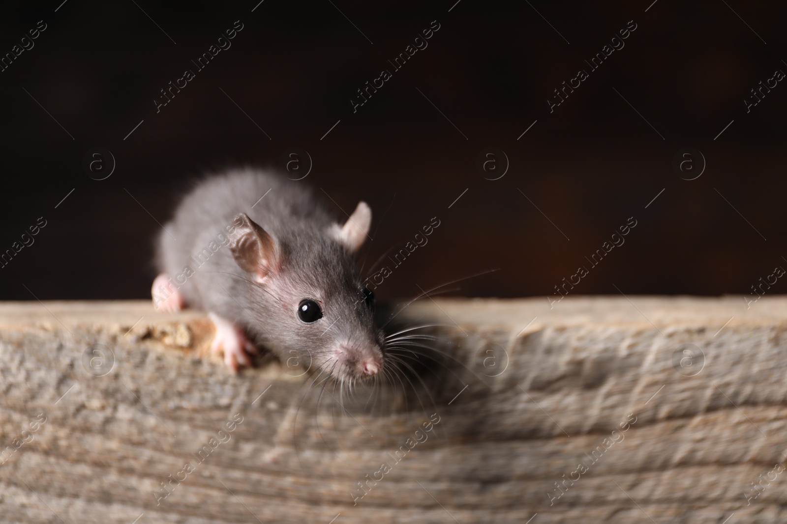 Photo of Grey rat on wooden plank, space for text. Pest control