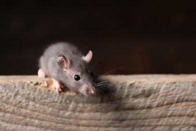 Photo of Grey rat on wooden plank, space for text. Pest control