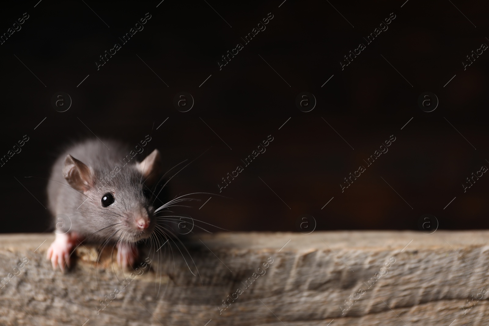 Photo of Grey rat on wooden plank, space for text. Pest control