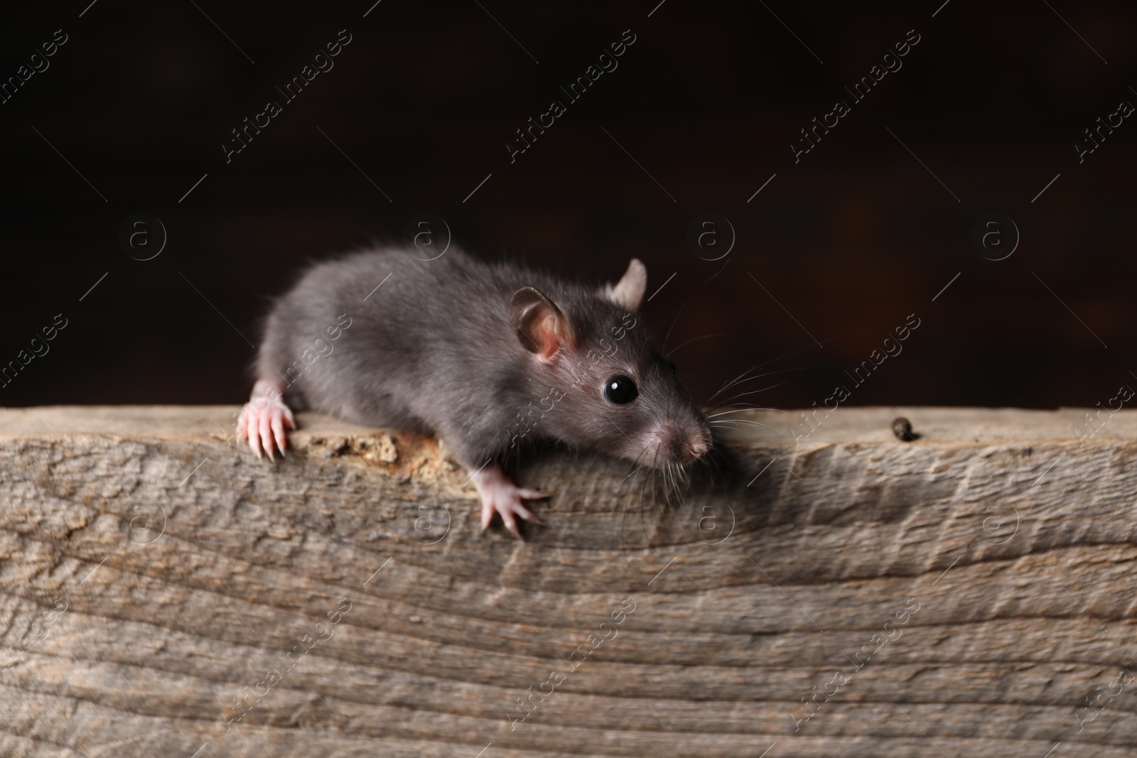 Photo of Grey rat on wooden plank. Pest control