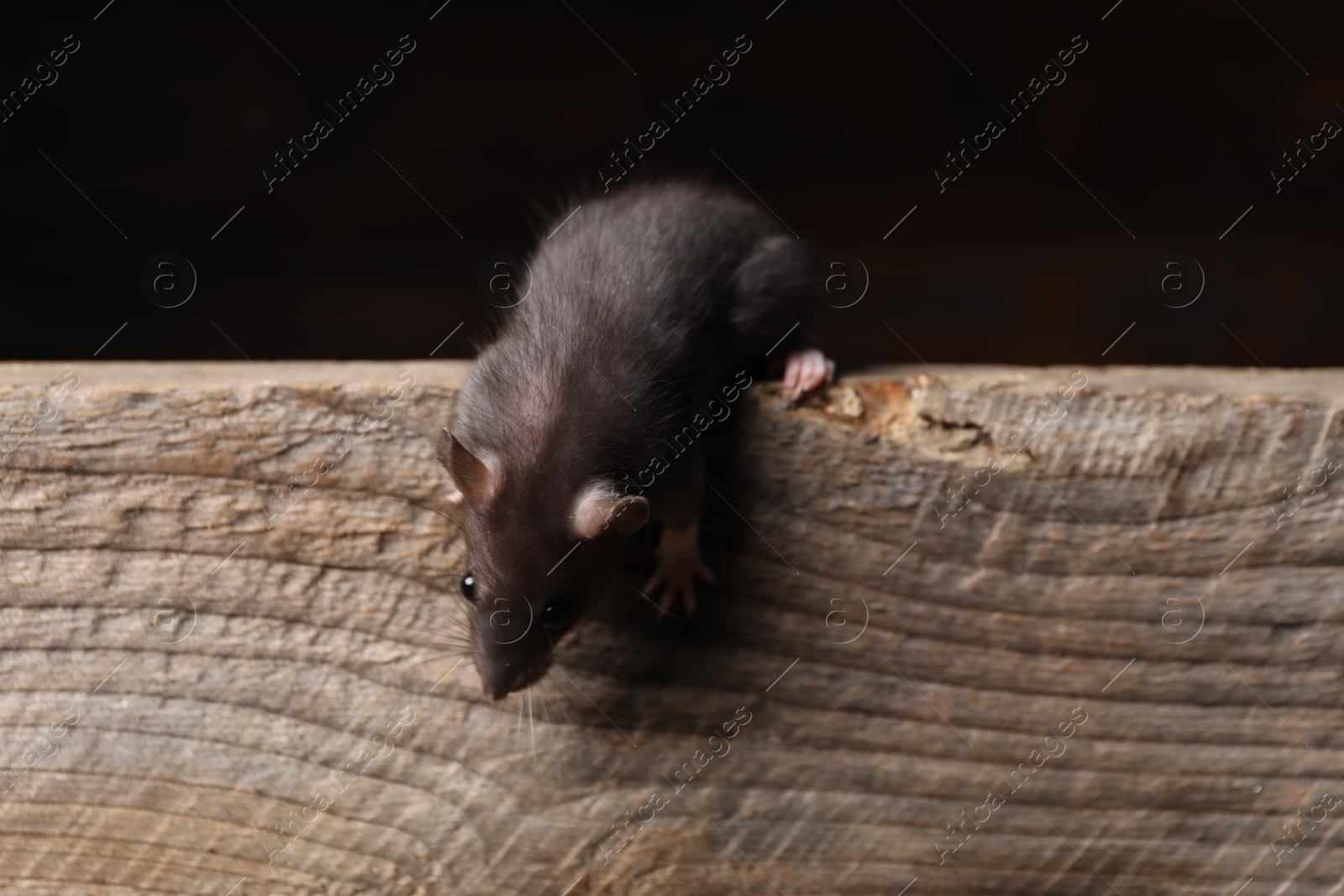 Photo of Grey rat on wooden plank. Pest control