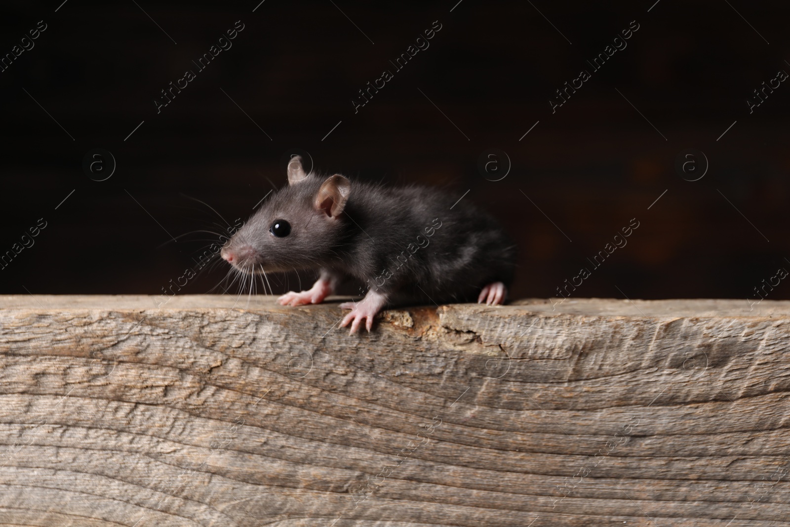 Photo of Grey rat on wooden plank. Pest control