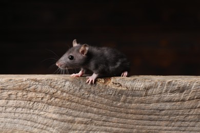 Photo of Grey rat on wooden plank. Pest control