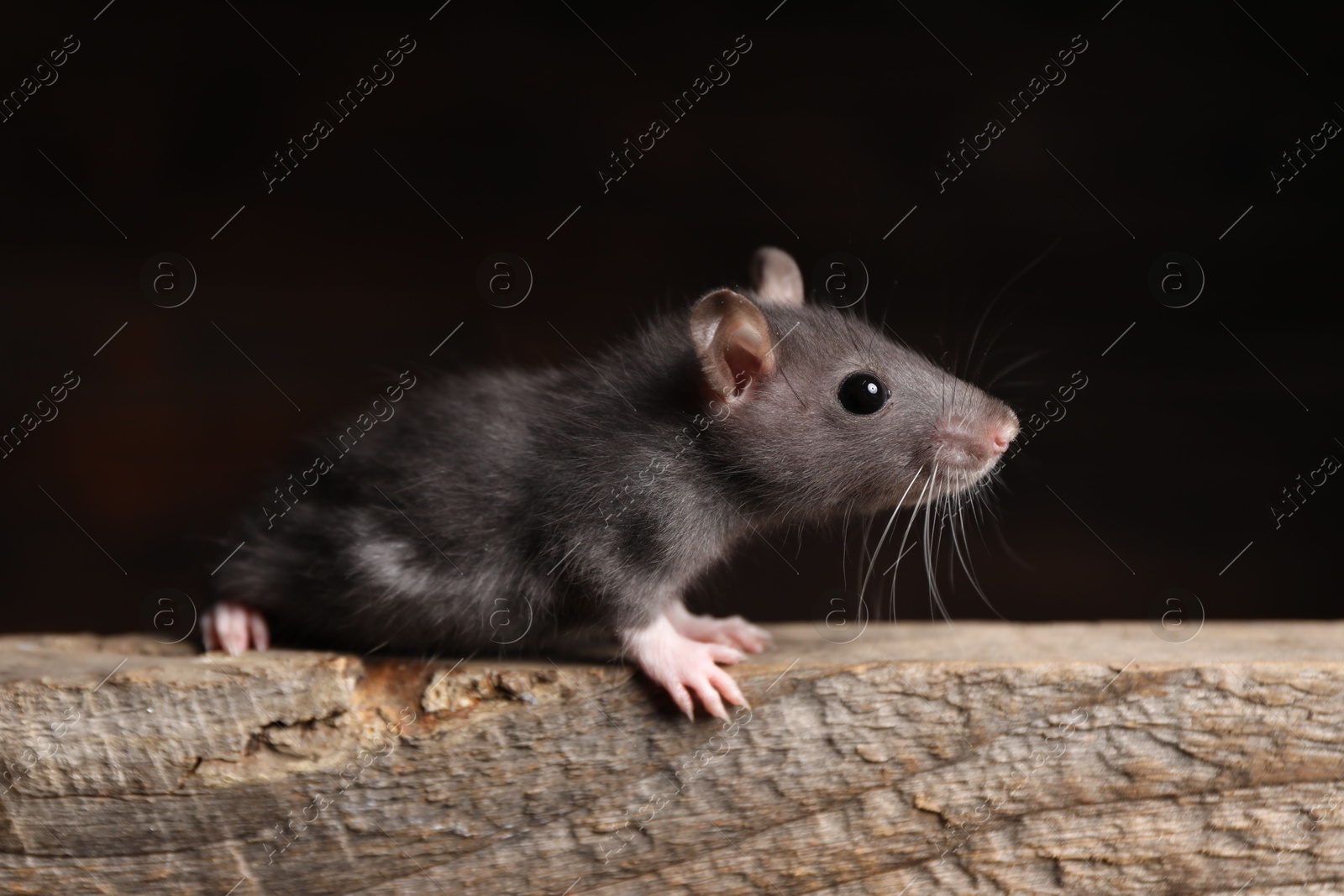 Photo of Grey rat on wooden plank. Pest control