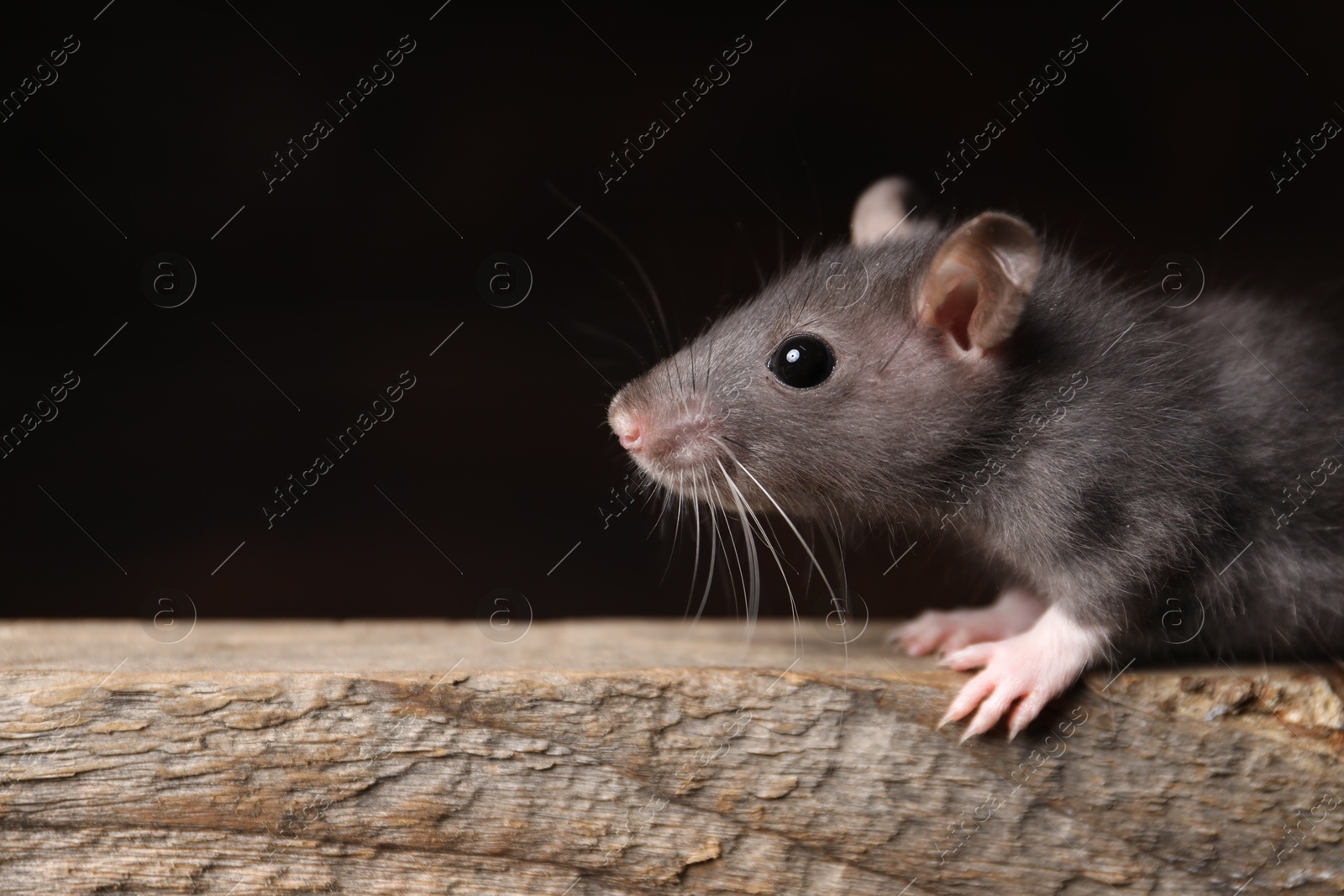 Photo of Grey rat on wooden plank, space for text. Pest control