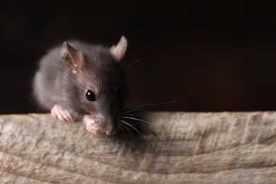 Photo of Grey rat on wooden plank, space for text. Pest control