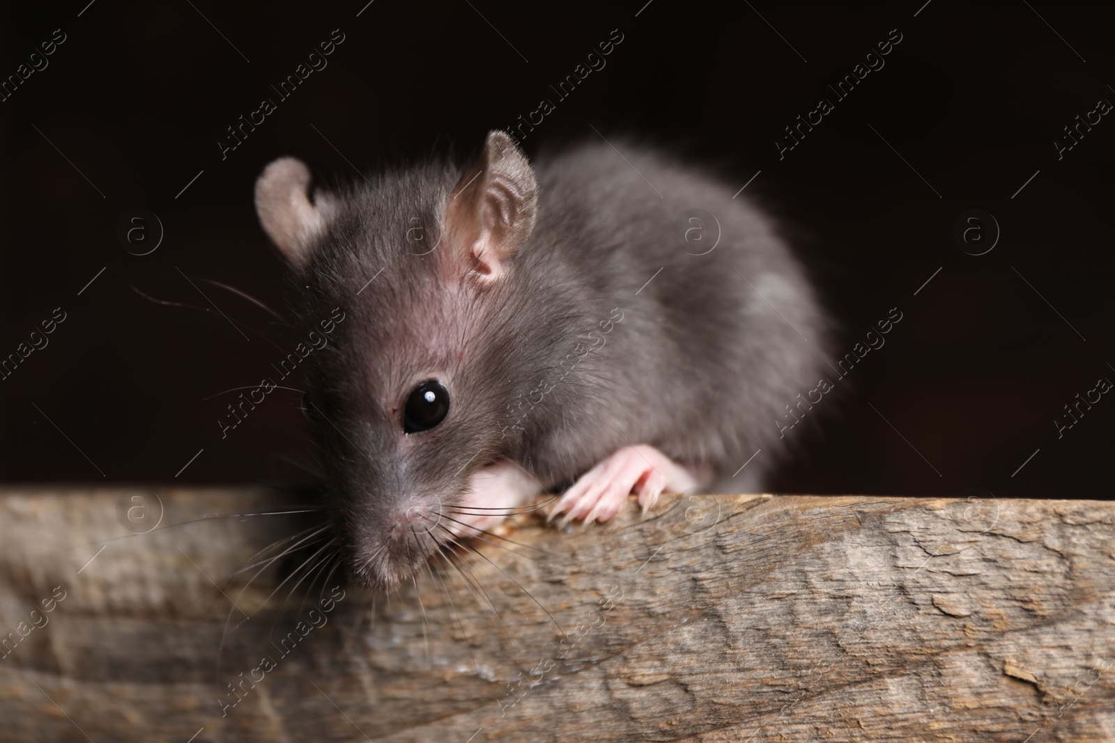 Photo of Grey rat on wooden plank, closeup. Pest control