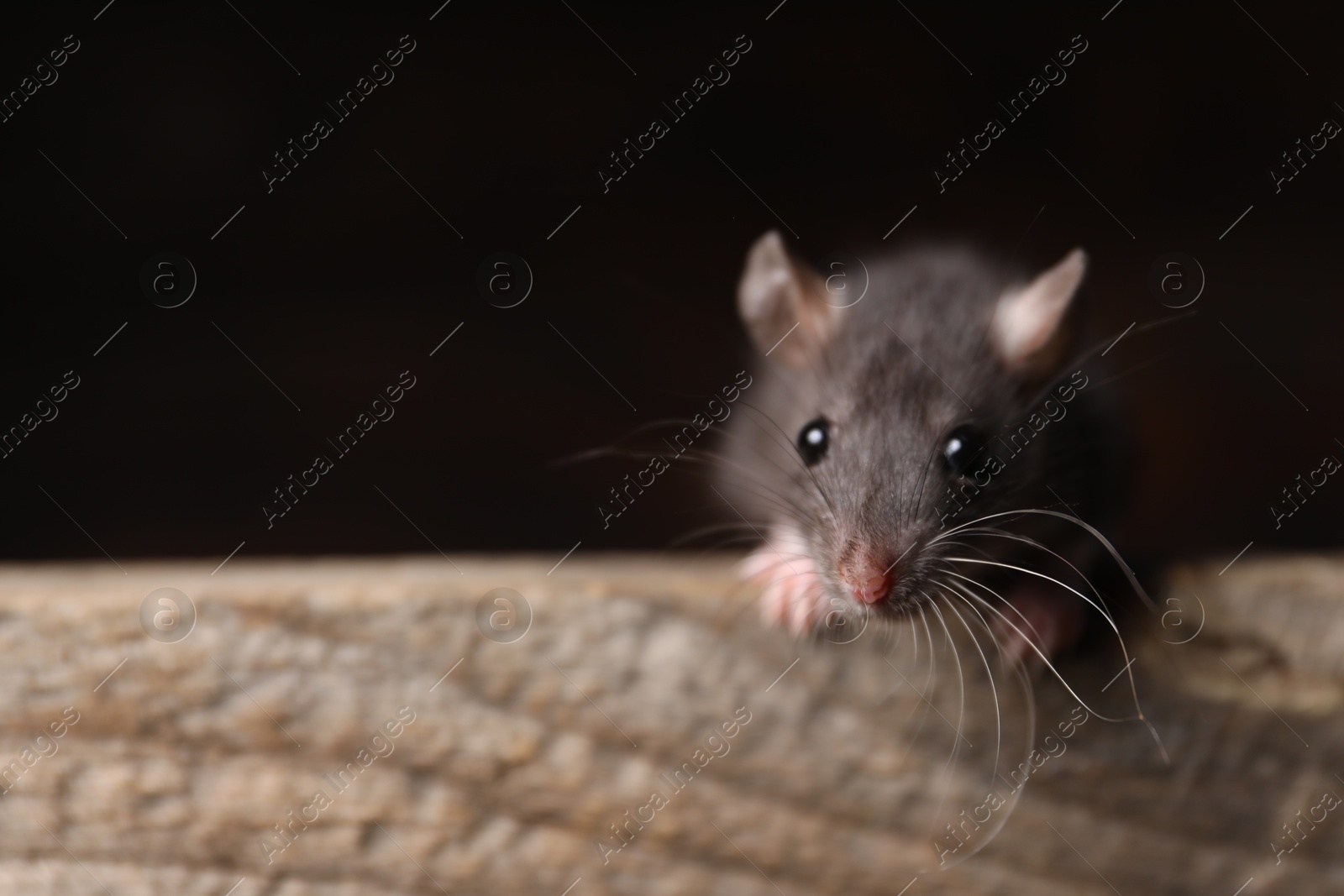 Photo of Grey rat on wooden plank, space for text. Pest control