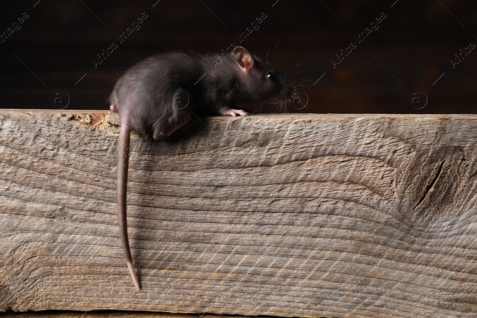 Photo of Grey rat on wooden plank. Pest control