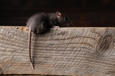 Photo of Grey rat on wooden plank. Pest control