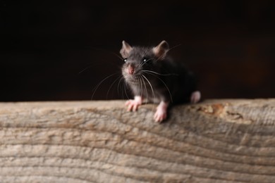 Photo of Grey rat on wooden plank. Pest control