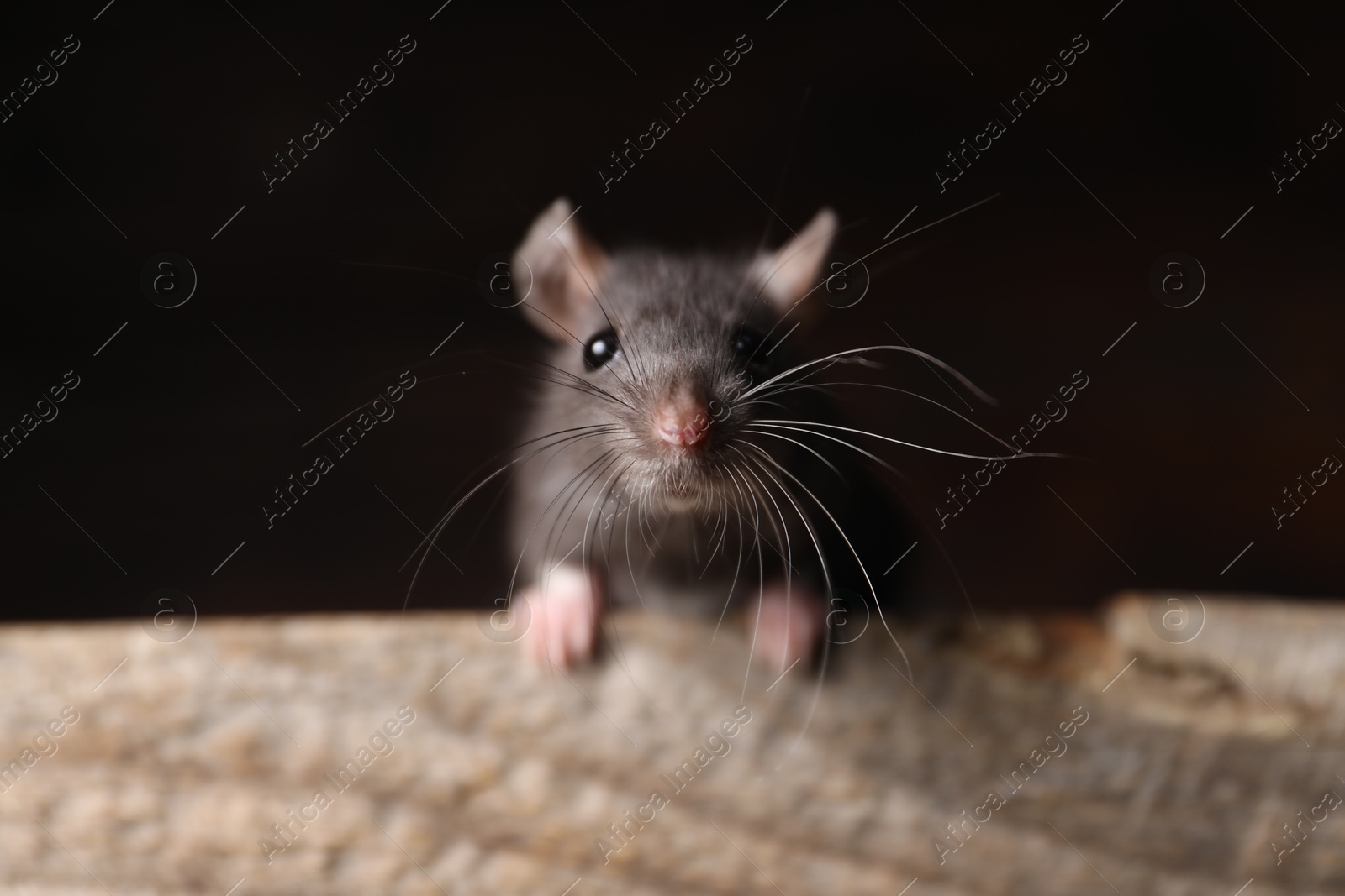 Photo of Grey rat on wooden plank, closeup. Pest control