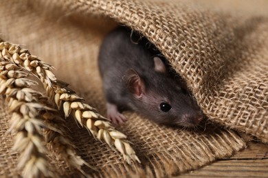 Photo of Grey rat with spikes and burlap fabric on wooden surface, closeup. Pest control