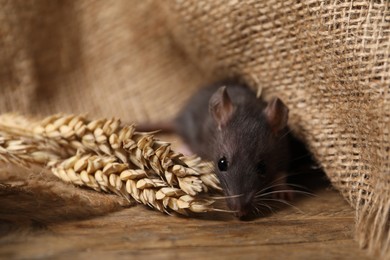 Photo of Grey rat with spikes and burlap fabric on wooden surface, closeup. Pest control