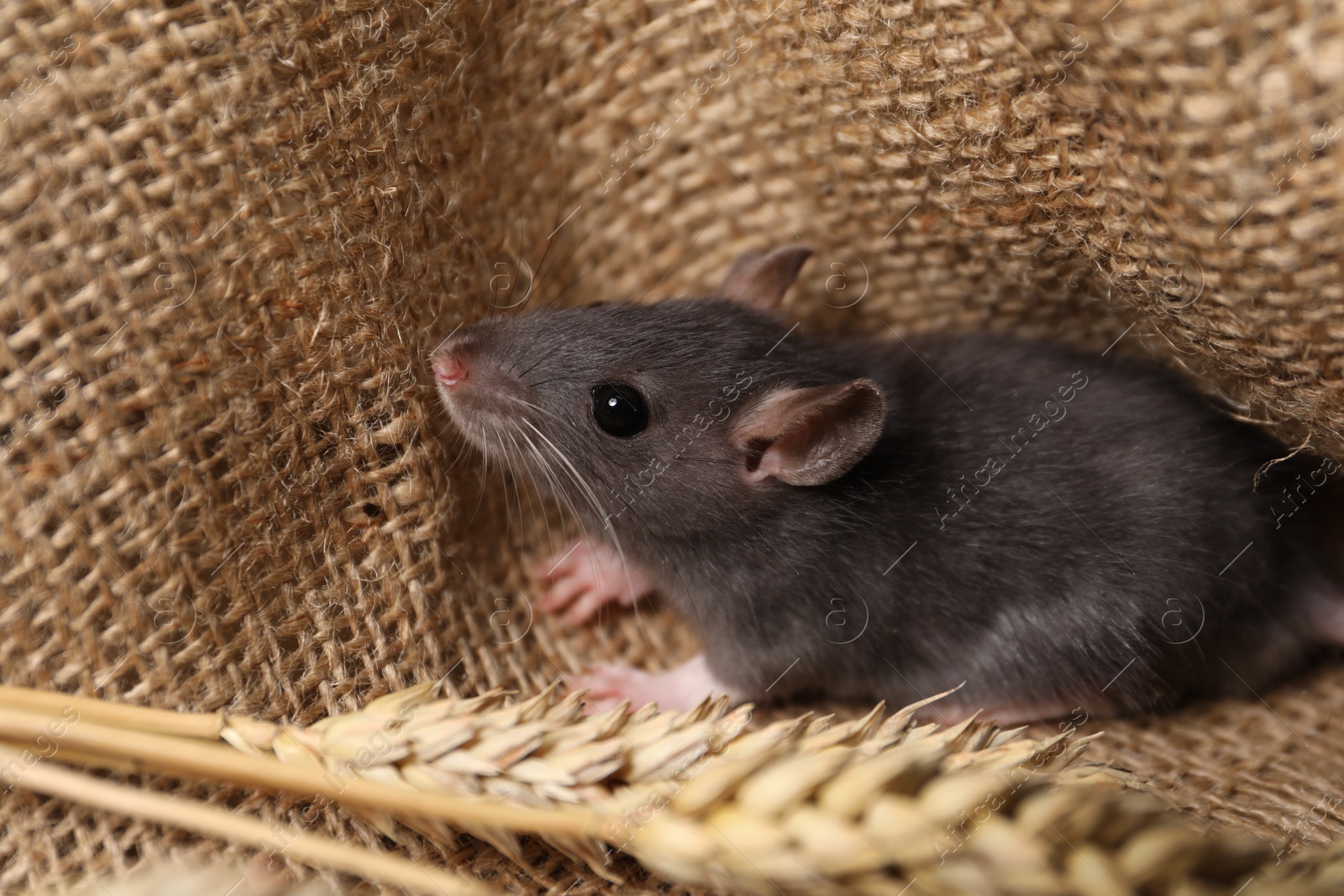 Photo of Grey rat with spikes on burlap fabric. Pest control